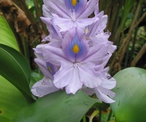 Turmeric flower -  Botanical Garden of El Darién. Source: Panoramio.com  By: Fabio Ocampo C